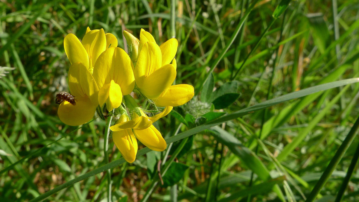Sumpf-Hornklee (Lotus pedunculatus) – Produktbild, heimische Wildpflanze, Stauden, naturnaher Garten