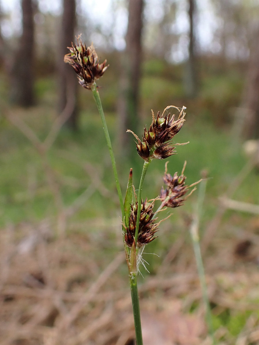 Vielblütige Hainsimse (Luzula multiflora) – Produktbild, heimische Wildpflanze, Stauden, naturnaher Garten
