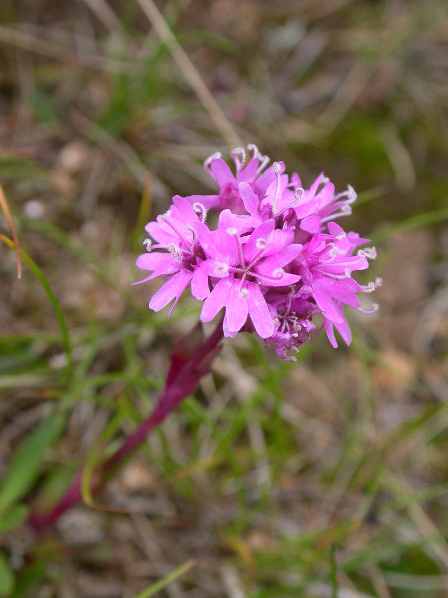 Alpen-Lichtnelke (Lychnis alpina) – Produktbild, heimische Wildpflanze, Stauden, naturnaher Garten