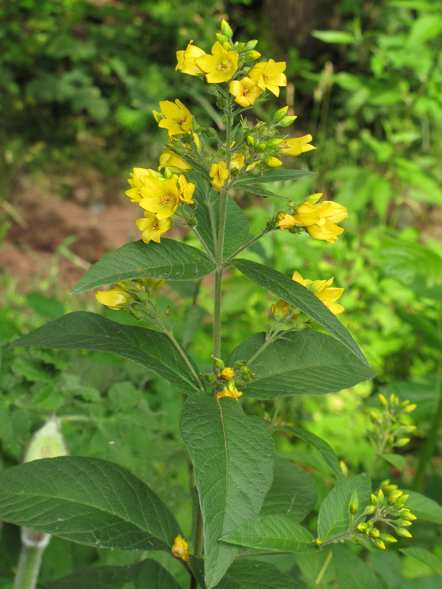 Gilbweiderich (Lysimachia vulgaris) – Produktbild, heimische Wildpflanze, Stauden, naturnaher Garten