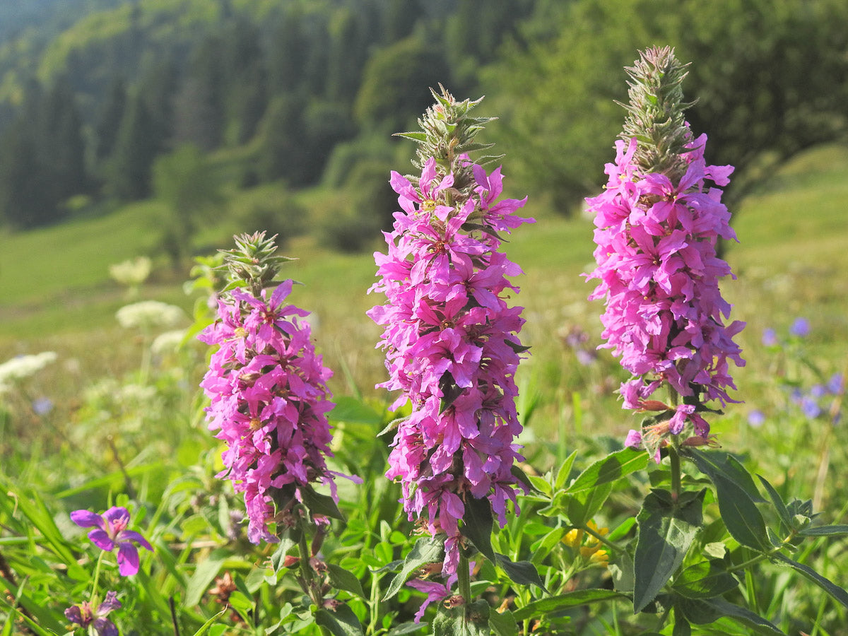Blutweiderich (Lythrum salicaria) – Produktbild, heimische Wildpflanze, Stauden, naturnaher Garten