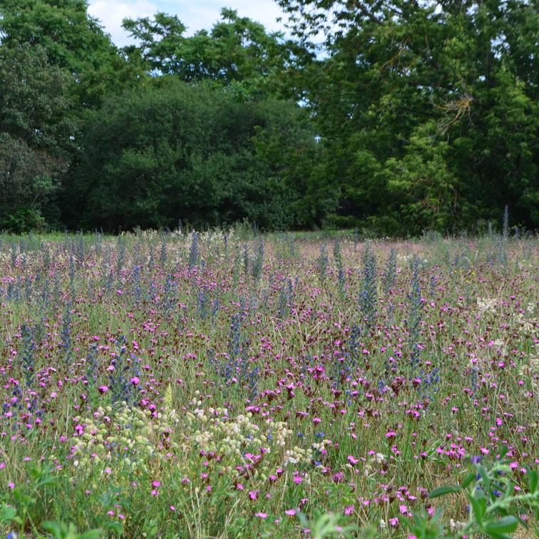 Mager- und Sandrasen Saatgutmischung – Produktbild, heimische Wildpflanze, Saatgutmischung, naturnaher Garten