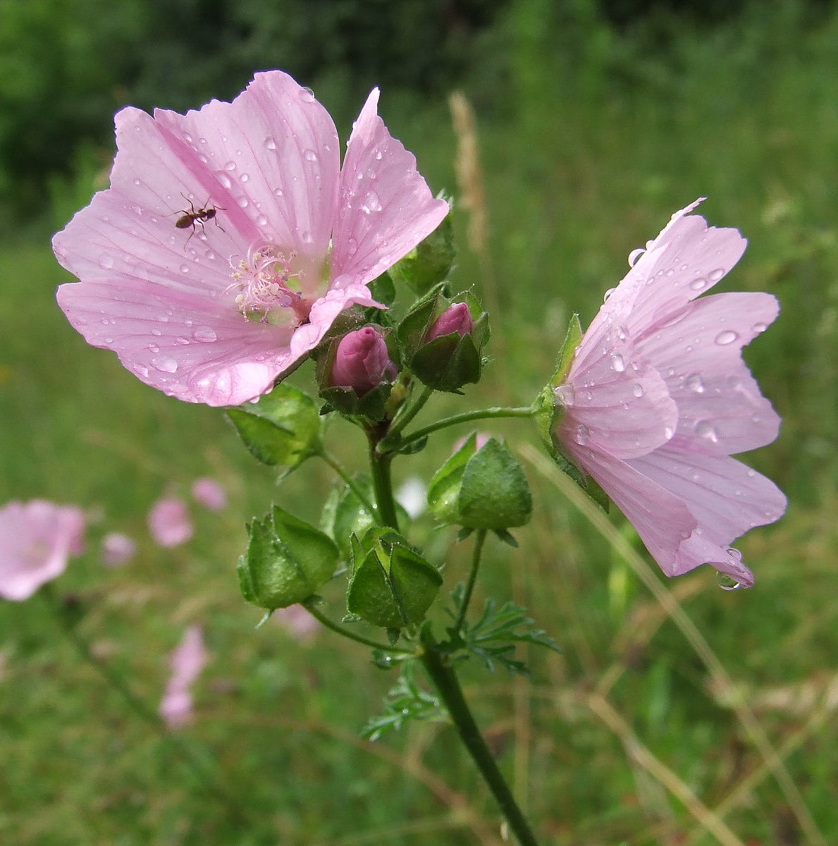 Moschus-Malve (Malva moschata) – Produktbild, heimische Wildpflanze, Stauden, naturnaher Garten
