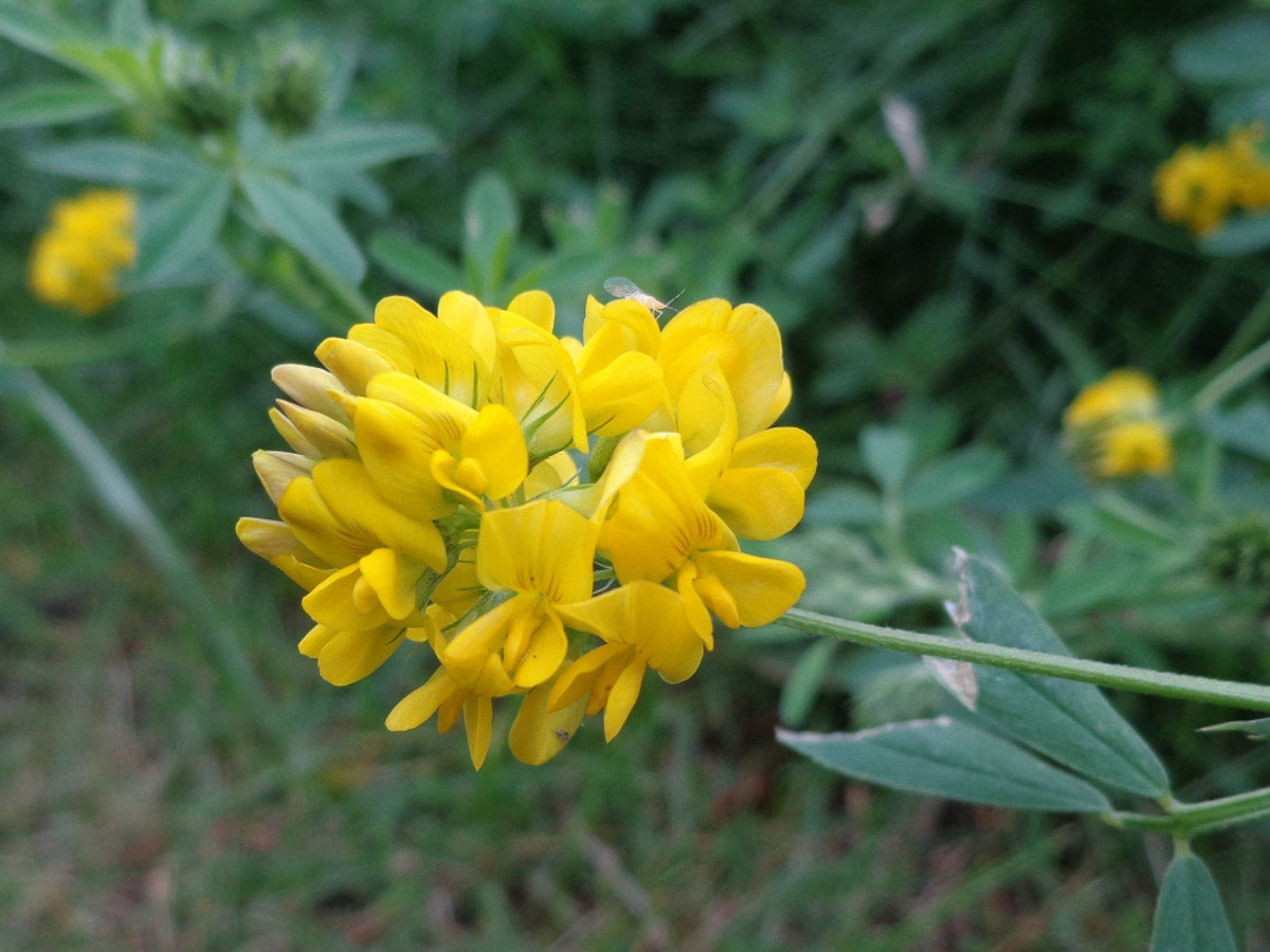 Sichel-Luzerne, Sichelklee (Medicago falcata) – Produktbild, heimische Wildpflanze, Stauden, naturnaher Garten