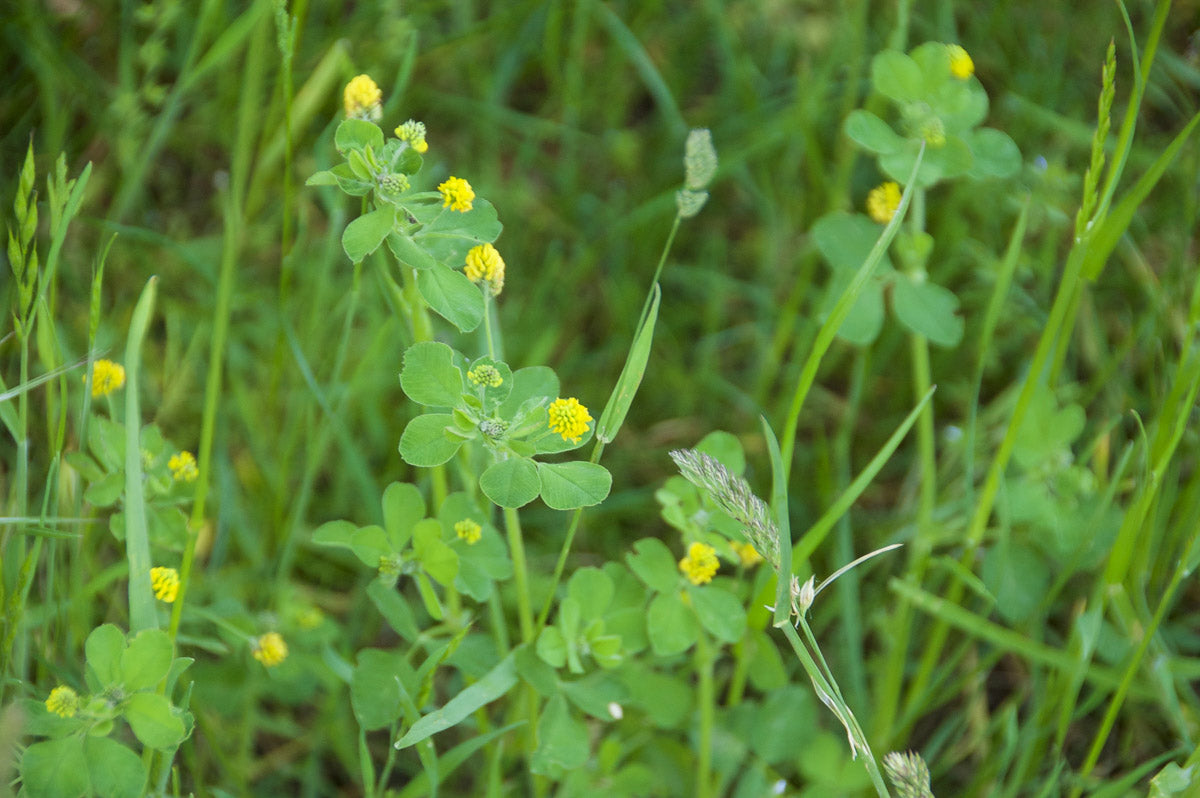 Hopfenklee (Medicago lupulina) – Produktbild, heimische Wildpflanze, Stauden, naturnaher Garten