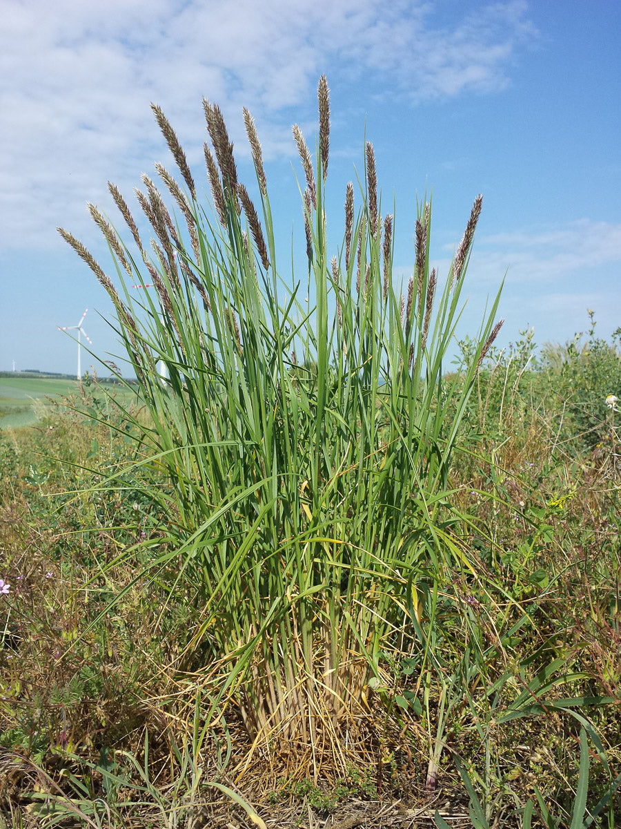 Siebenbürgisches Perlgras (Melica transsilvanica) – Produktbild, heimische Wildpflanze, Stauden, naturnaher Garten