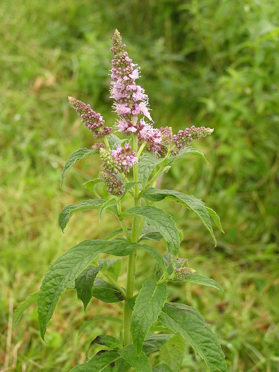 Ross-Minze (Mentha longifolia) – Produktbild, heimische Wildpflanze, Stauden, naturnaher Garten