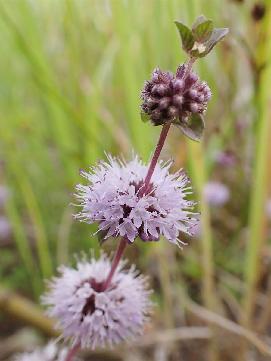 Polei-Minze (Mentha pulegium) – Produktbild, heimische Wildpflanze, Stauden, naturnaher Garten