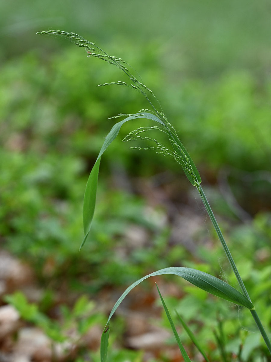 Wald-Flattergras (Milium effusum) – Produktbild, heimische Wildpflanze, Stauden, naturnaher Garten