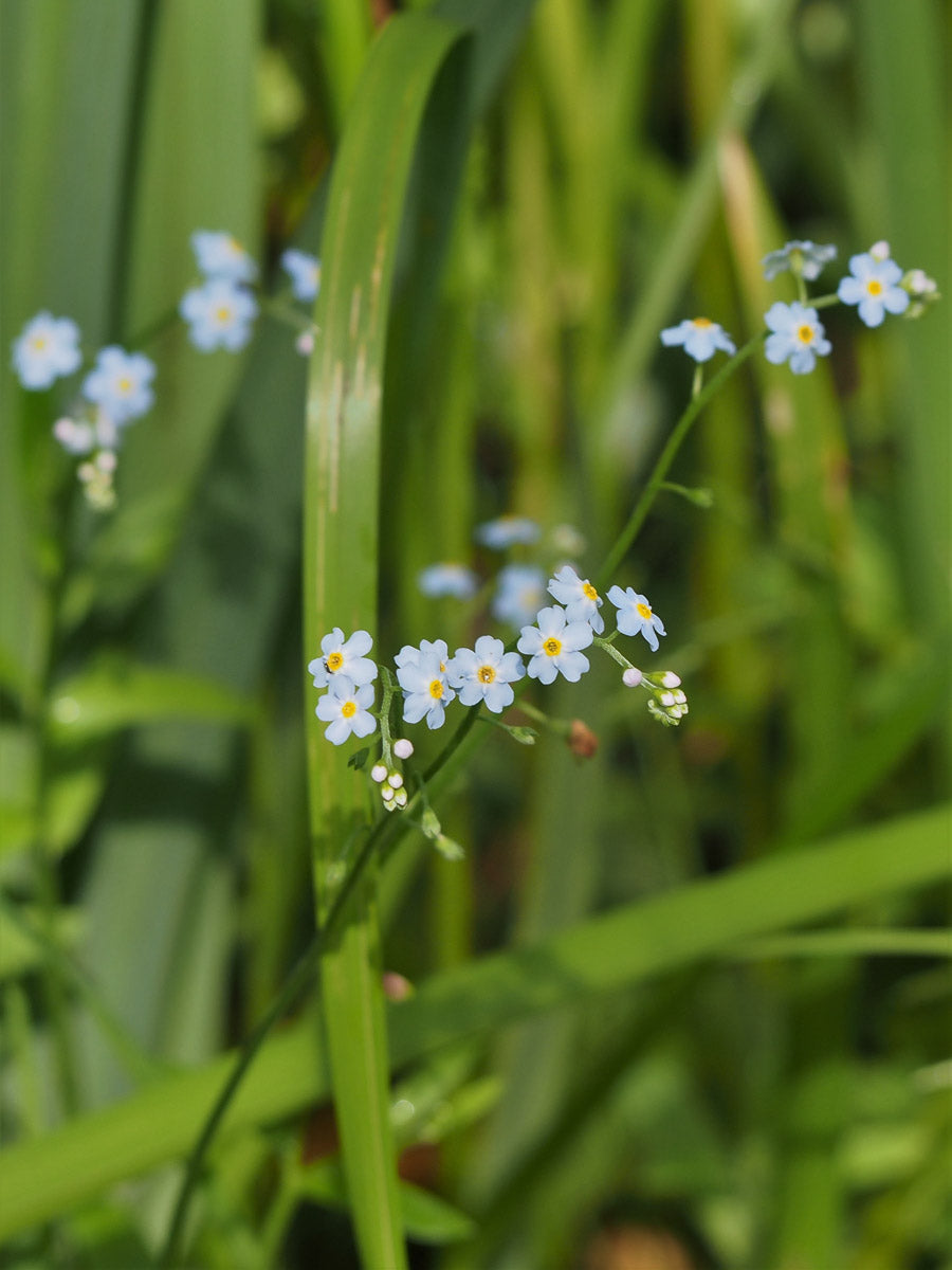Sumpf-Vergissmeinnicht (Myosotis palustris) – Produktbild, heimische Wildpflanze, Stauden, naturnaher Garten
