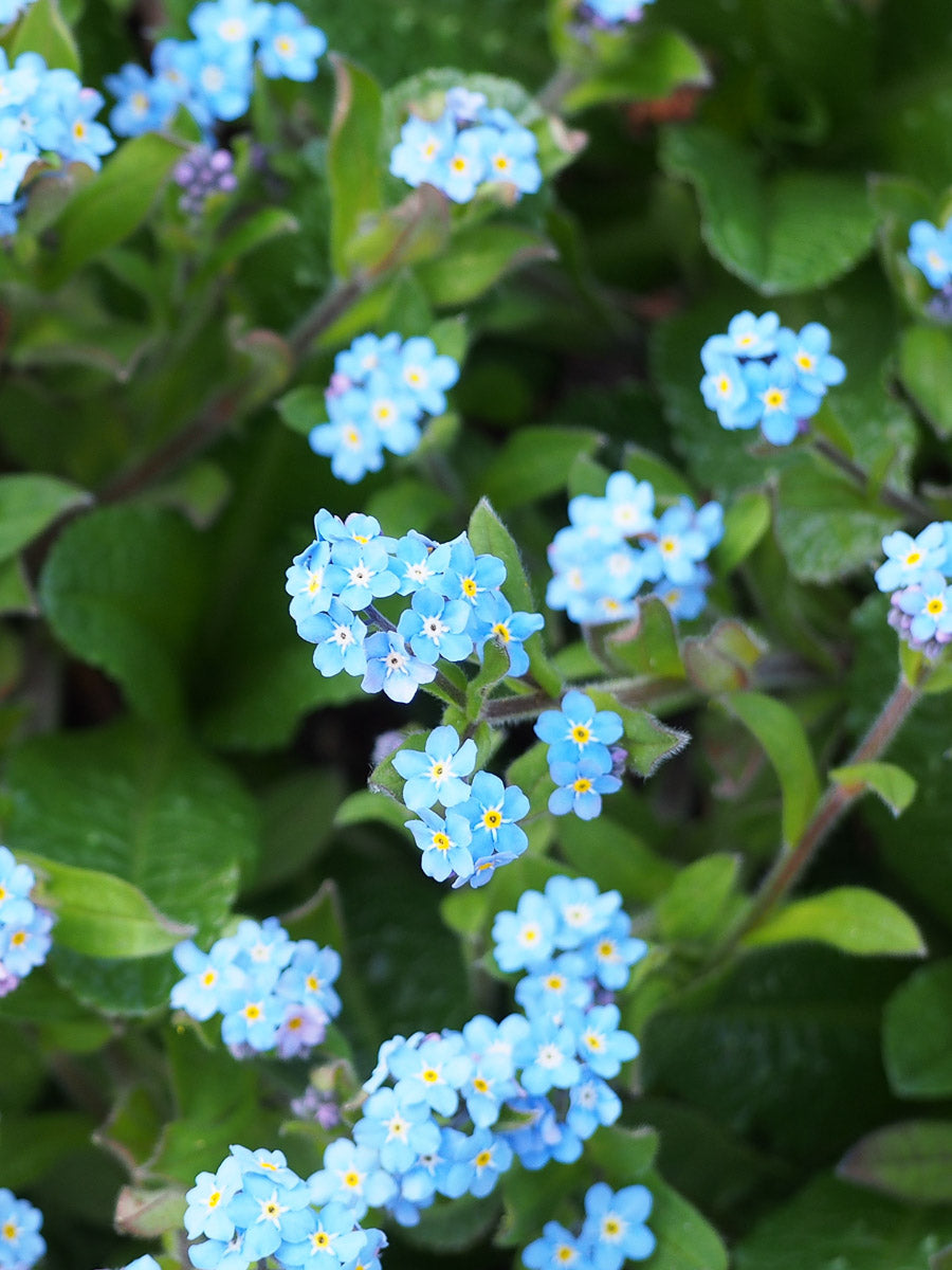 Wald-Vergissmeinnicht (Myosotis sylvatica) – Produktbild, heimische Wildpflanze, Stauden, naturnaher Garten