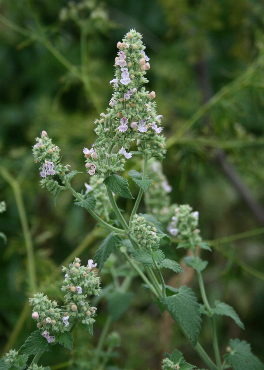 Katzenminze (Nepeta cataria) – Produktbild, heimische Wildpflanze, Stauden, naturnaher Garten