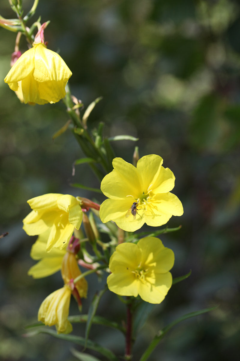 Gemeine Nachtkerze (Oenothera biennis) – Produktbild, heimische Wildpflanze, Stauden, naturnaher Garten