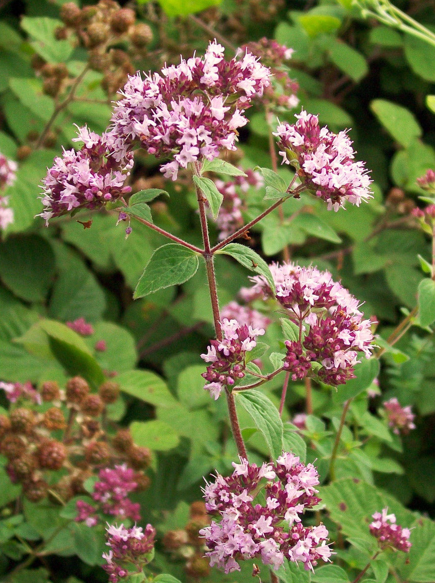 Echte Dost (Origanum vulgare ) – Produktbild, heimische Wildpflanze, Saatgut, naturnaher Garten