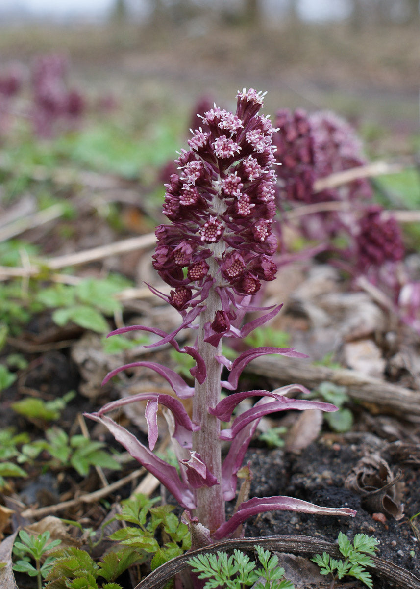 Gewöhnliche Pestwurz (Petasites hybridus) – Produktbild, heimische Wildpflanze, Stauden, naturnaher Garten