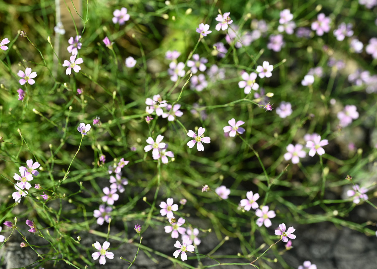 Steinbrechfelsennelke (Petrorhagia saxifraga) – Produktbild, heimische Wildpflanze, Stauden, naturnaher Garten