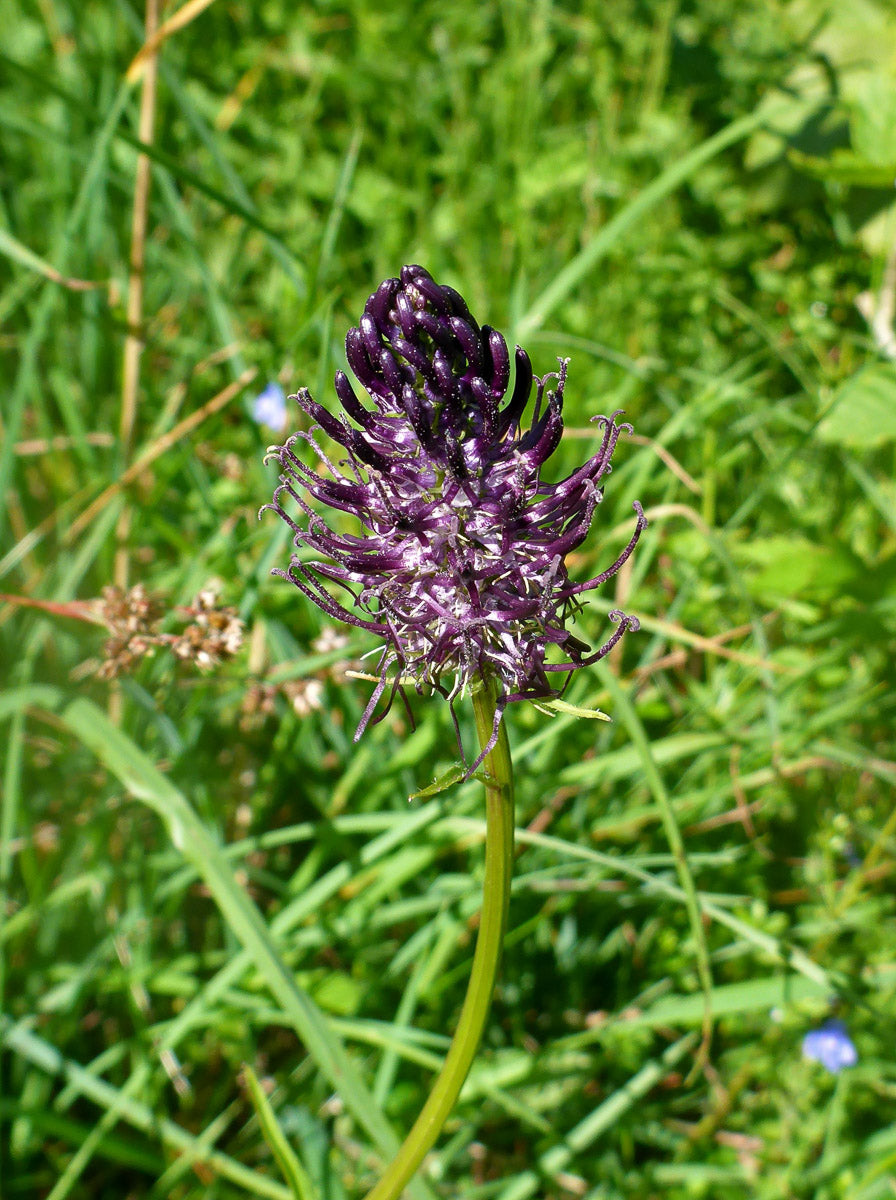 Schwarze Teufelskralle (Phyteuma nigrum) – Produktbild, heimische Wildpflanze, Stauden, naturnaher Garten