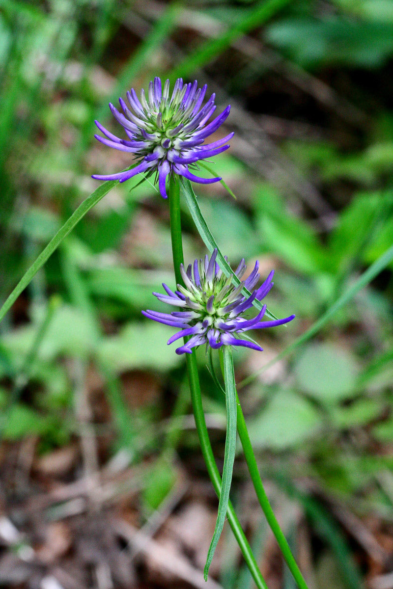 Scheuchzer-Teufelskralle (Phyteuma scheuchzeri) – Produktbild, heimische Wildpflanze, Stauden, naturnaher Garten