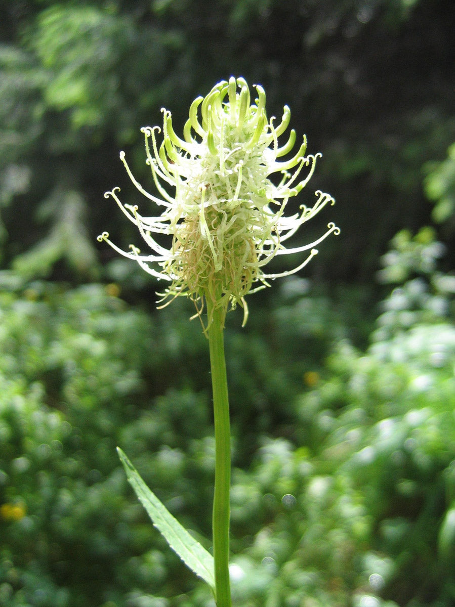 Weiße Teufelskralle (Phyteuma spicatum) – Produktbild, heimische Wildpflanze, Stauden, naturnaher Garten