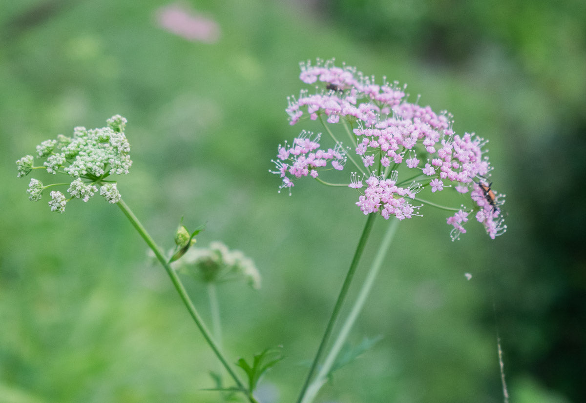 Große Pimpinelle (Pimpinella major) – Produktbild, heimische Wildpflanze, Stauden, naturnaher Garten