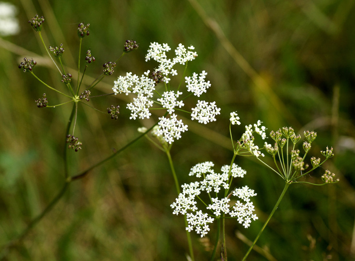 Kleine Pimpinelle (Pimpinella saxifraga) – Produktbild, heimische Wildpflanze, Stauden, naturnaher Garten