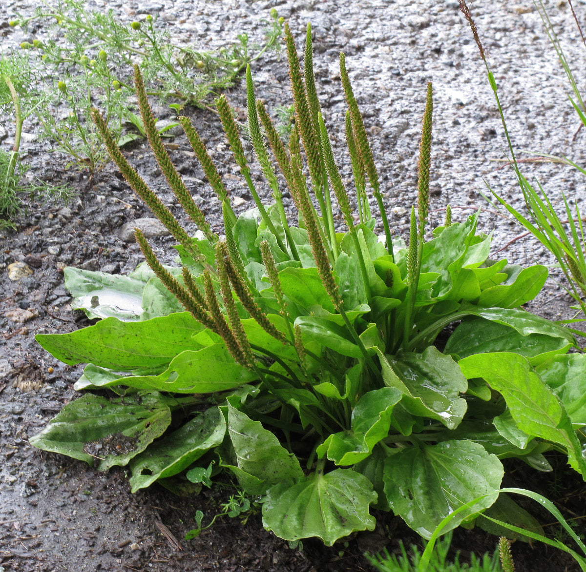 Breitwegerich (Plantago major) – Produktbild, heimische Wildpflanze, Stauden, naturnaher Garten