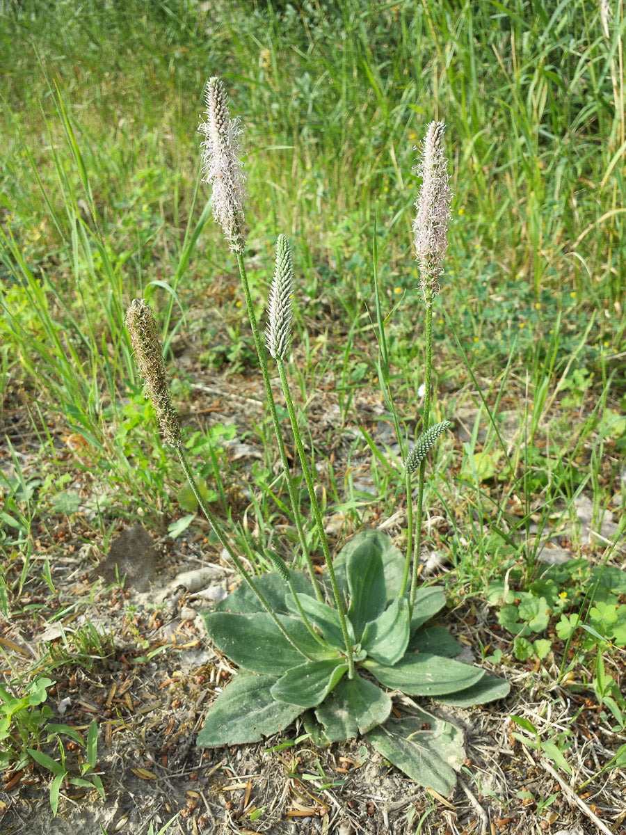 Mittlerer Wegerich (Plantago media) – Produktbild, heimische Wildpflanze, Stauden, naturnaher Garten