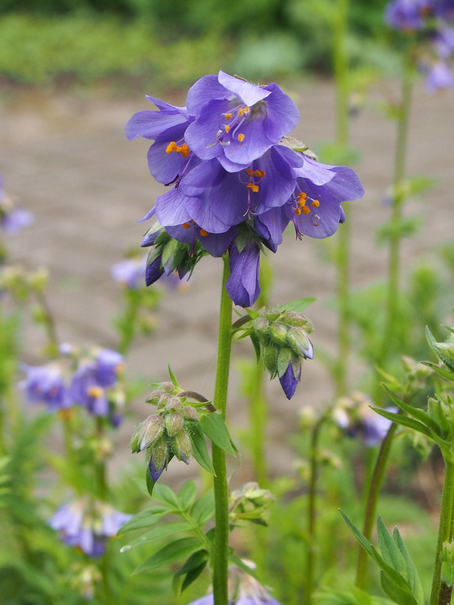 Jakobsleiter (Polemonium caeruleum) – Produktbild, heimische Wildpflanze, Stauden, naturnaher Garten