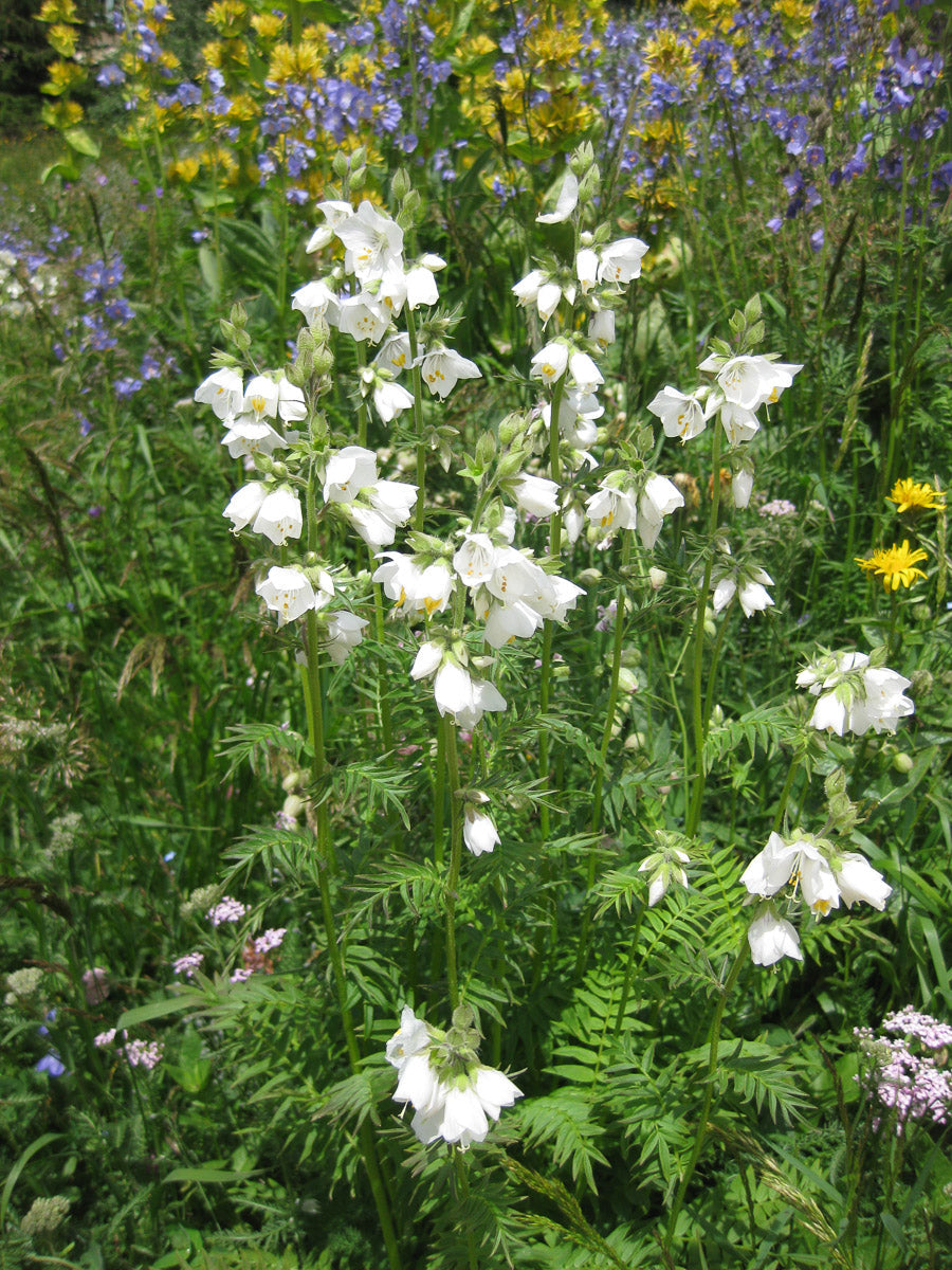 Blaue Himmelsleiter 'Album' (Polemonium caeruleum album) – Produktbild, heimische Wildpflanze, Stauden, naturnaher Garten