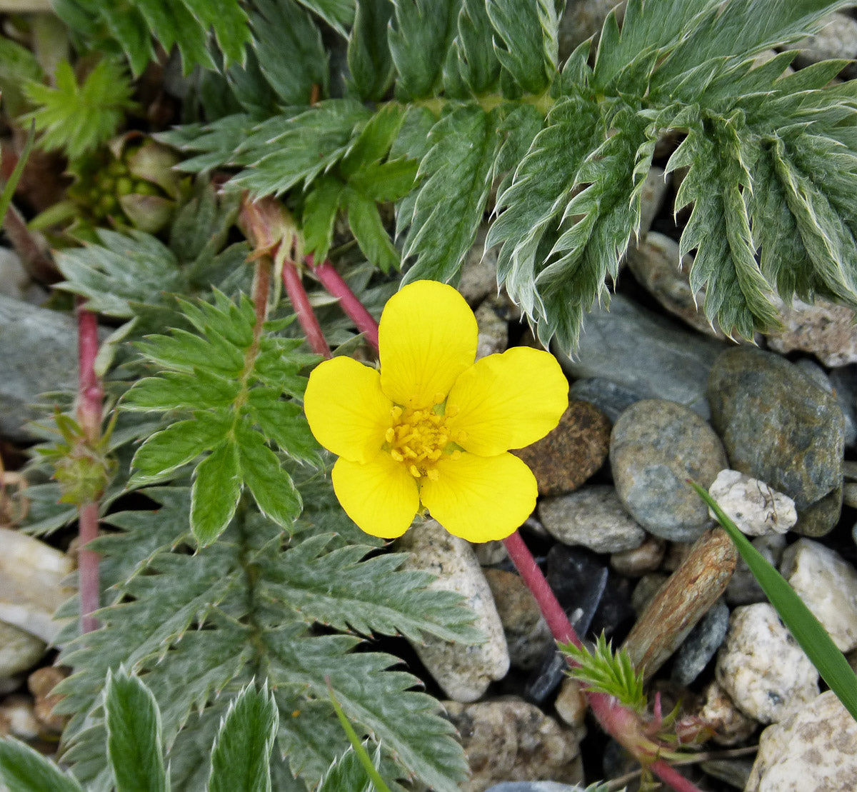 Gänsefingerkraut (Potentilla anserina) – Produktbild, heimische Wildpflanze, Stauden, naturnaher Garten