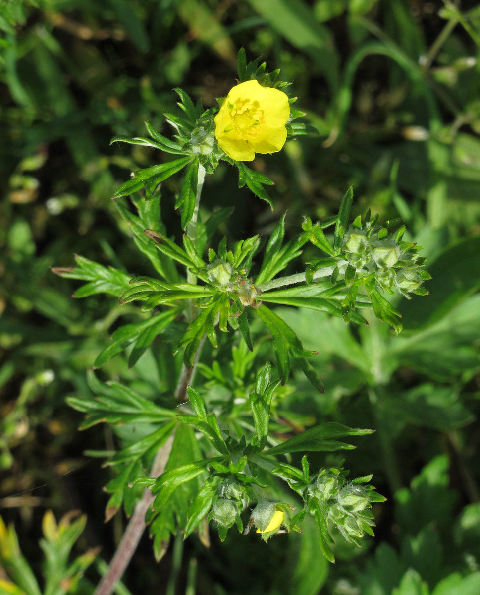 Silber-Fingerkraut (Potentilla argentea) – Produktbild, heimische Wildpflanze, Stauden, naturnaher Garten