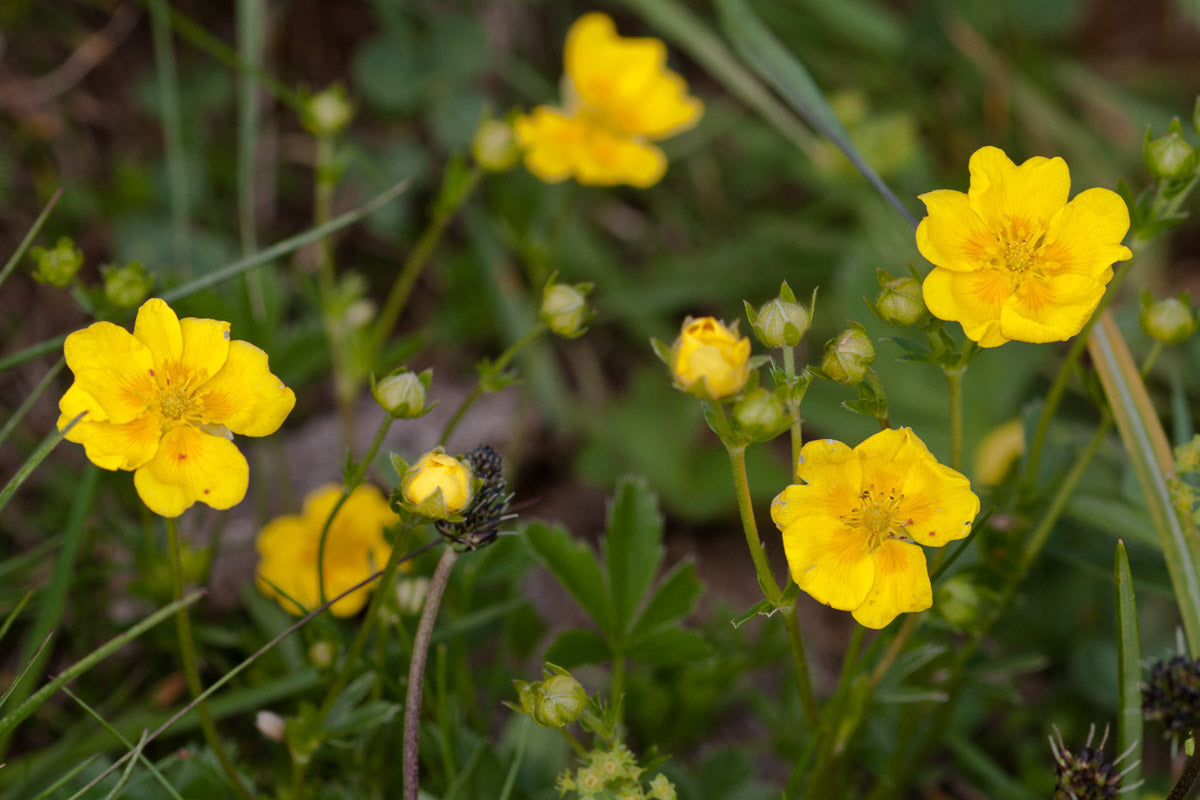 Gold-Fingerkraut (Potentilla aurea) – Produktbild, heimische Wildpflanze, Stauden, naturnaher Garten