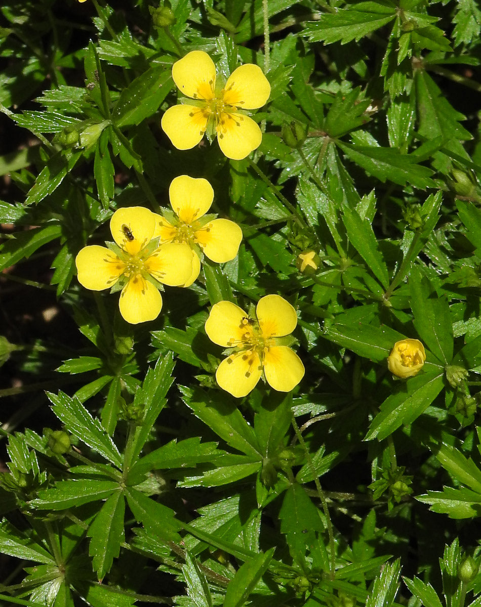 Blutwurz, Aufrechtes Fingerkraut (Potentilla erecta) – Produktbild, heimische Wildpflanze, Stauden, naturnaher Garten