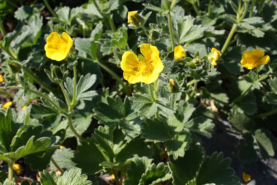 Großblütiges Fingerkraut 'Gold Sovereign' (Potentilla megalantha [Gold Sovereign]) – Produktbild, heimische Wildpflanze, Stauden, naturnaher Garten