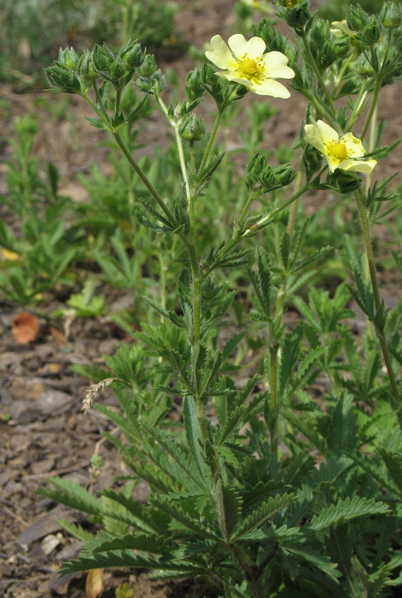 Aufrechtes Fingerkraut (Potentilla recta) – Produktbild, heimische Wildpflanze, Stauden, naturnaher Garten