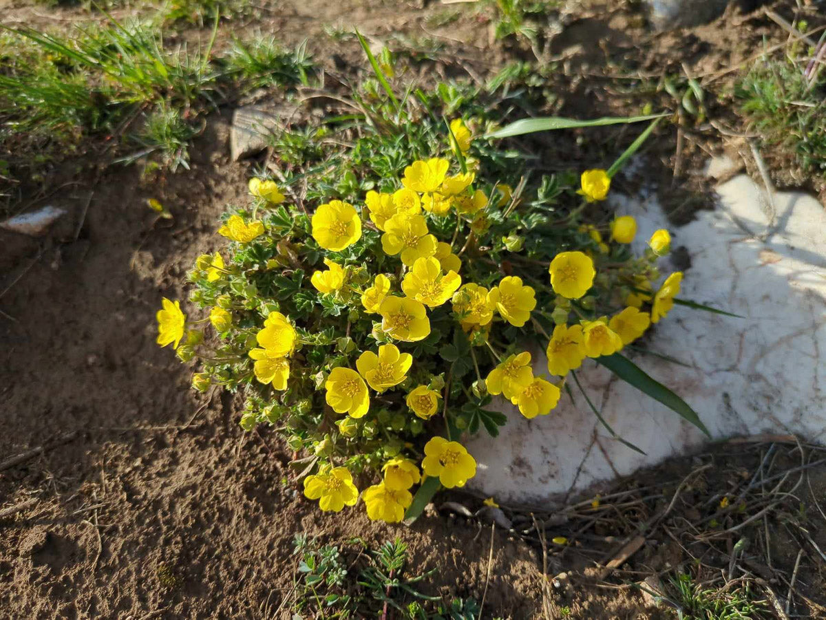Frühlings-Fingerkraut (Potentilla verna) – Produktbild, heimische Wildpflanze, Stauden, naturnaher Garten