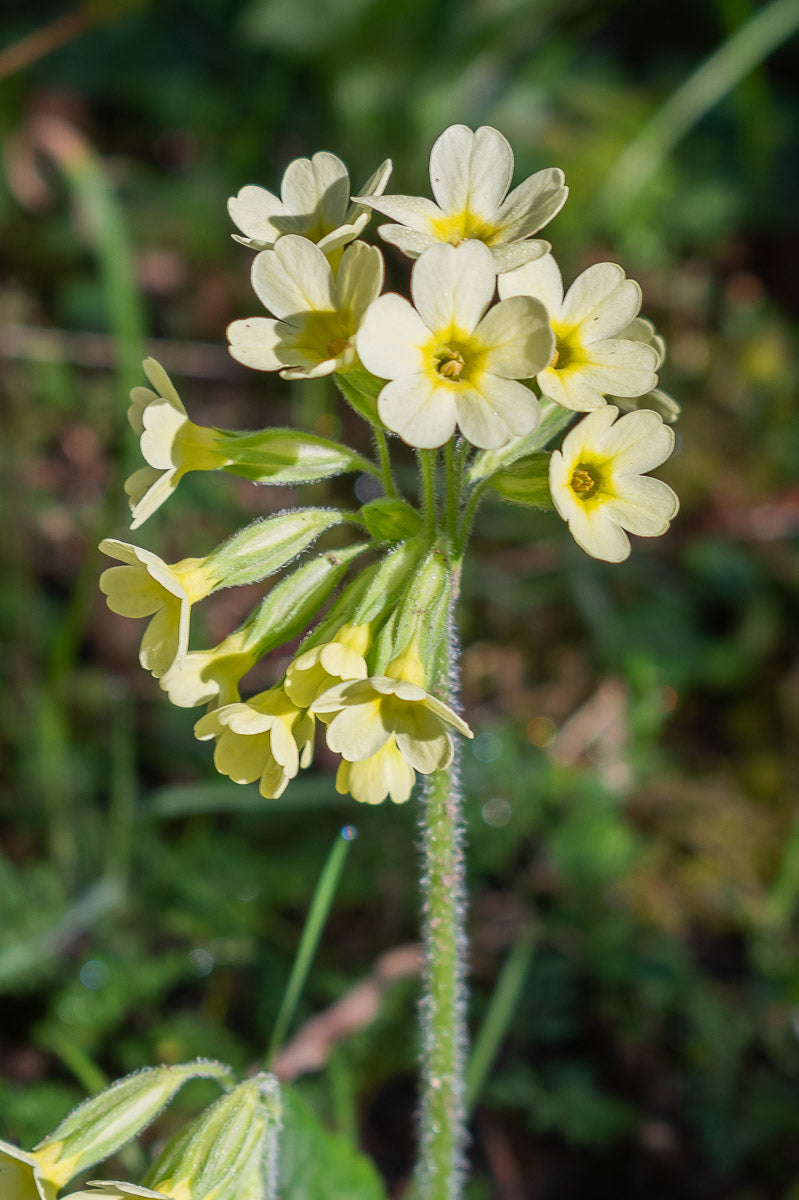 Hohe Schlüsselblume, Wald-Schlüsselblume (Primula elatior) – Produktbild, heimische Wildpflanze, Stauden, naturnaher Garten