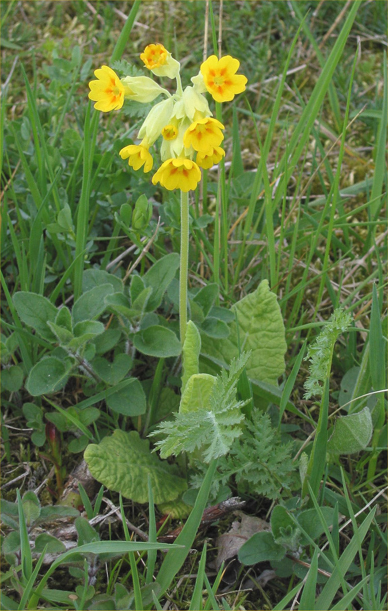 Echte Schlüsselblume (Primula veris) – Produktbild, heimische Wildpflanze, Stauden, naturnaher Garten