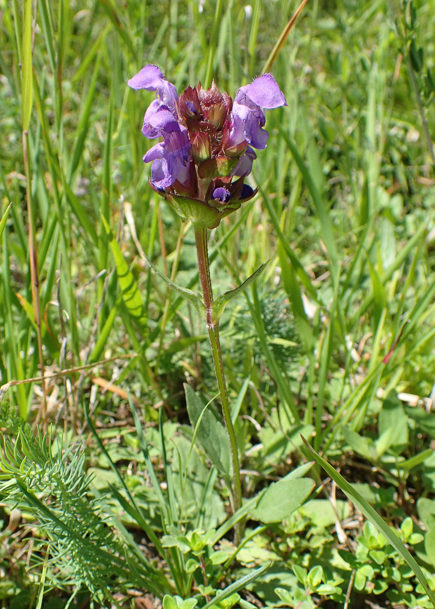 Großblütige Braunelle (Prunella grandiflora) – Produktbild, heimische Wildpflanze, Stauden, naturnaher Garten