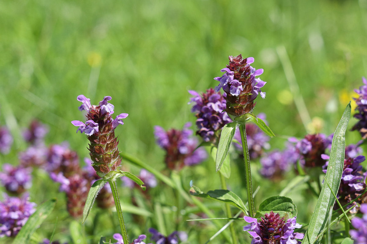 Echte Braunelle (Prunella vulgaris) – Produktbild, heimische Wildpflanze, Stauden, naturnaher Garten