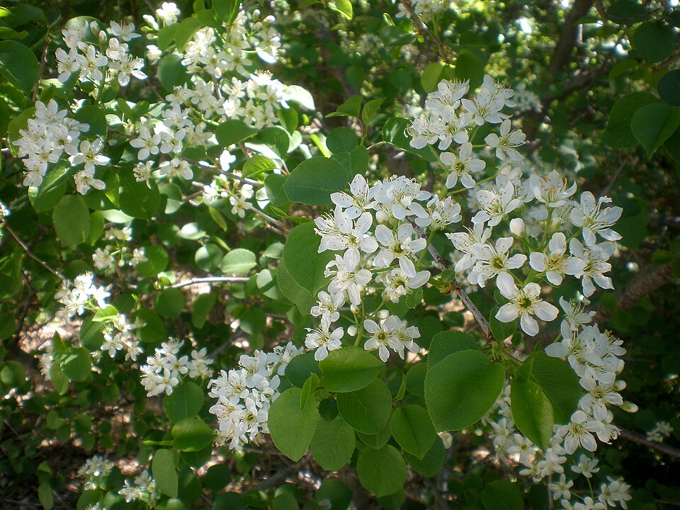 Steinweichsel (Prunus mahaleb) – Produktbild, heimische Wildpflanze, Gehölze, naturnaher Garten