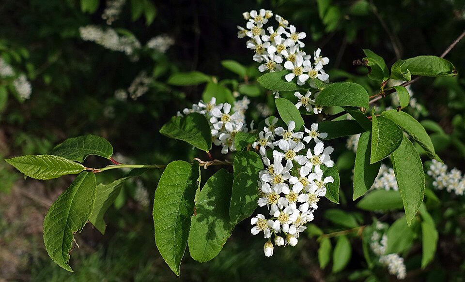 Traubenkirsche (Prunus padus ) – Produktbild, heimische Wildpflanze, Gehölze, naturnaher Garten