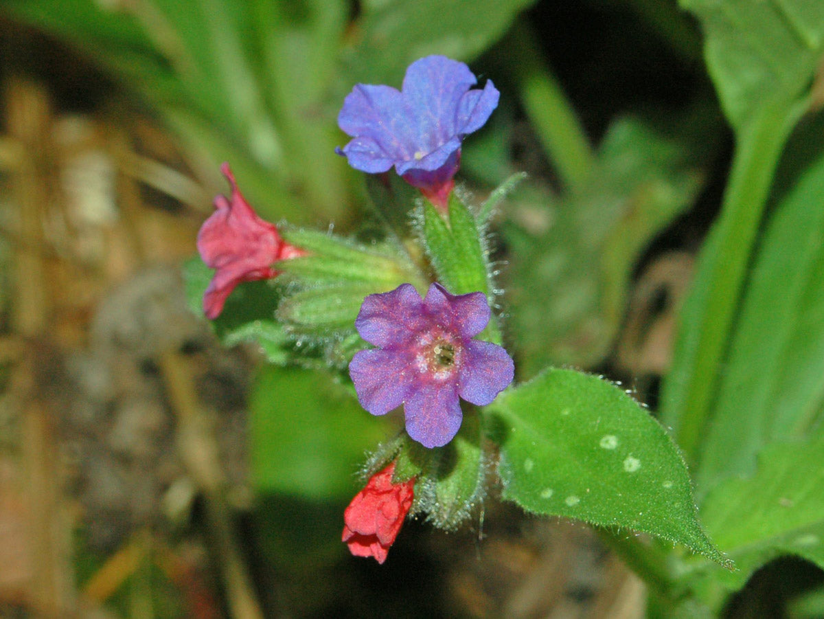 Geflecktes Lungenkraut (Pulmonaria officinalis) – Produktbild, heimische Wildpflanze, Stauden, naturnaher Garten