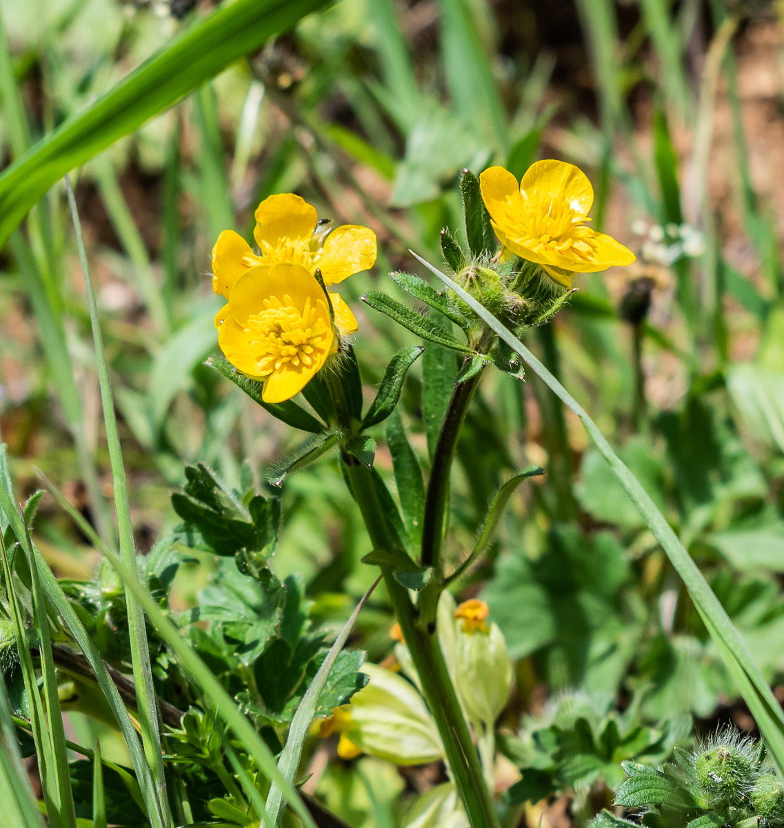 Knollige Hahnenfuß (Ranunculus bulbosus) – Produktbild, heimische Wildpflanze, Stauden, naturnaher Garten
