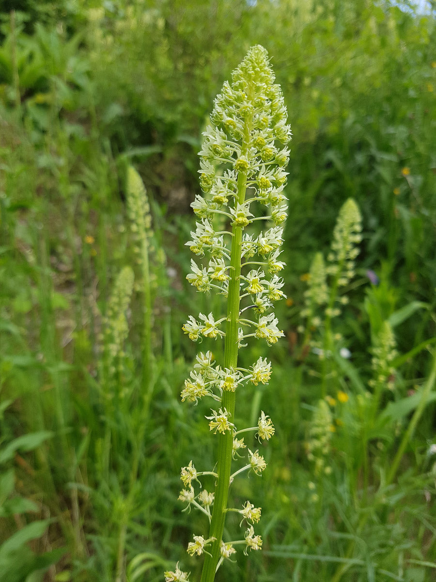 Gelbe Resede (Reseda lutea) – Produktbild, heimische Wildpflanze, Stauden, naturnaher Garten