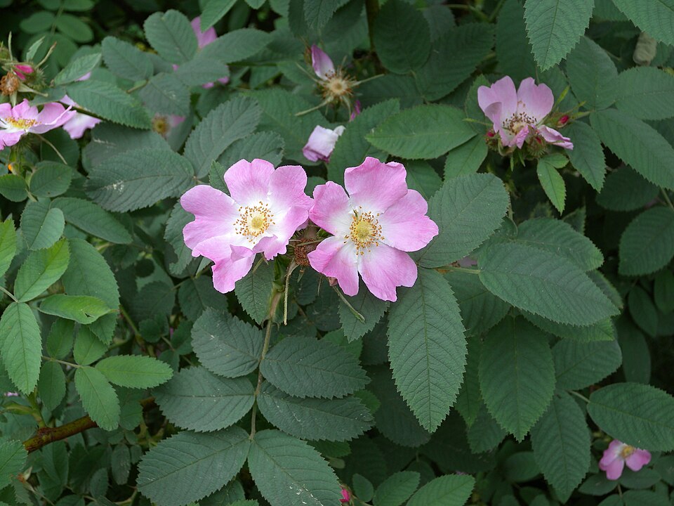 Apfel-Rose (Rosa villosa) – Produktbild, heimische Wildpflanze, Gehölze, naturnaher Garten