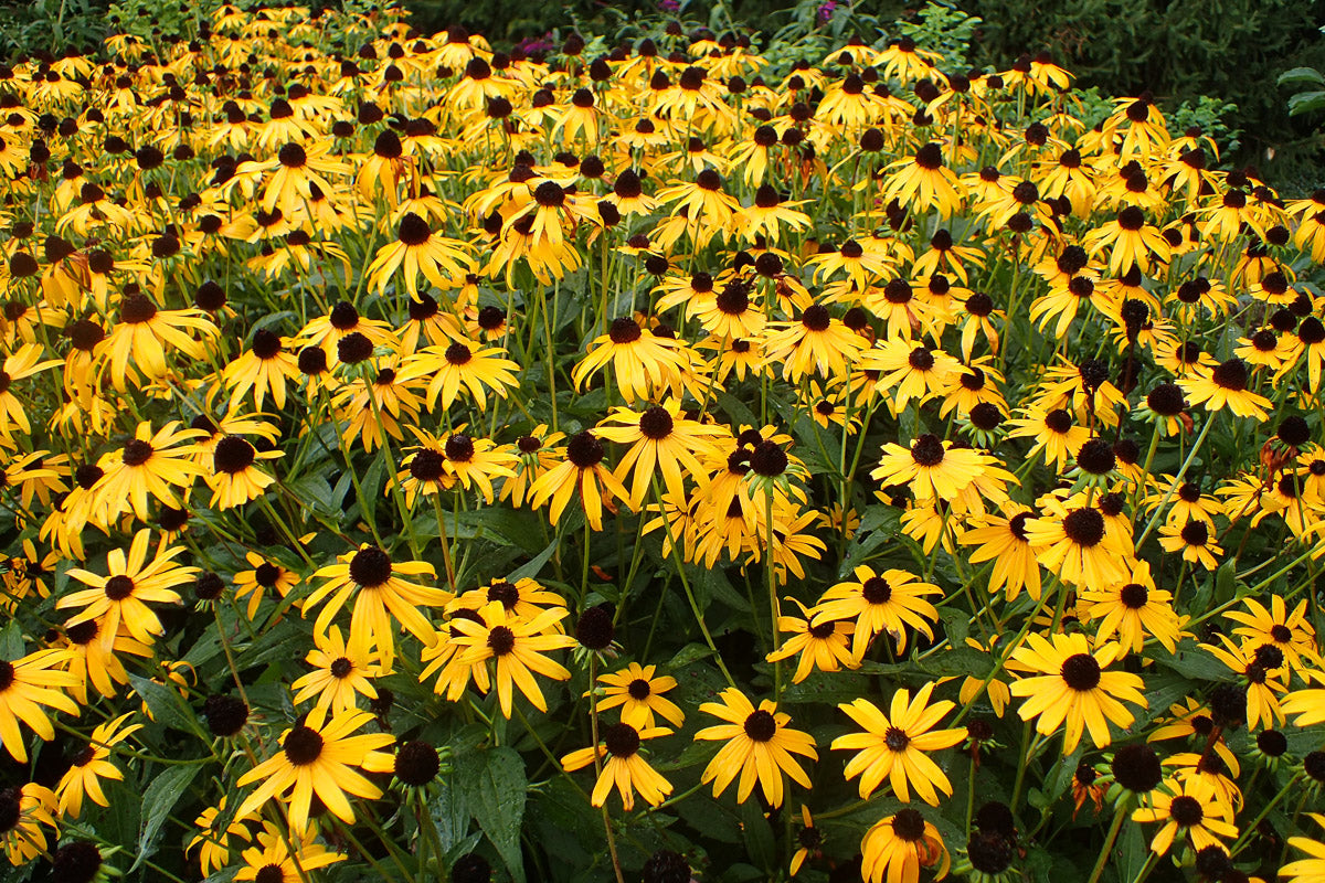 Leuchtender Sonnenhut 'Goldsturm' (Rudbeckia fulgida var. sullivantii) – Produktbild, heimische Wildpflanze, Stauden, naturnaher Garten