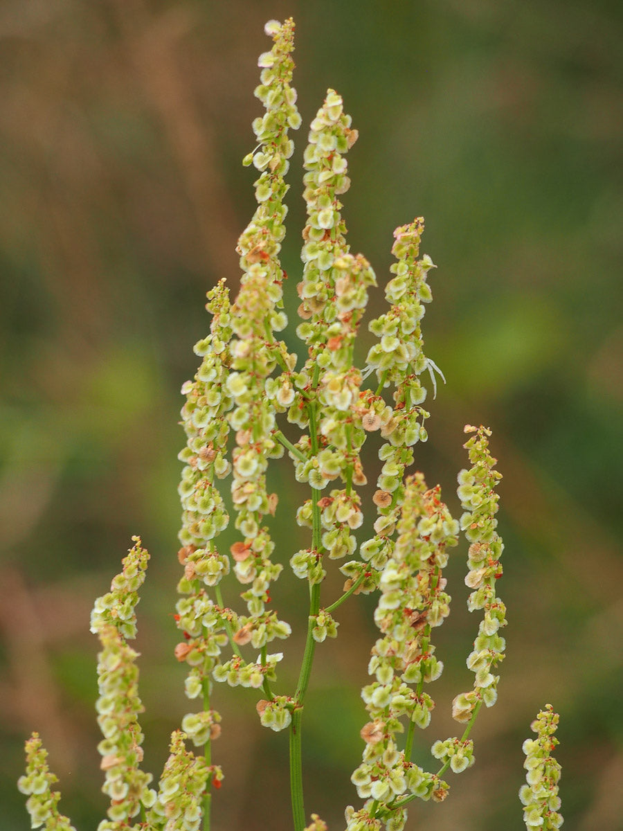 Wiesen-Sauerampfer, Großer Sauerampfer (Rumex acetosa) – Produktbild, heimische Wildpflanze, Stauden, naturnaher Garten