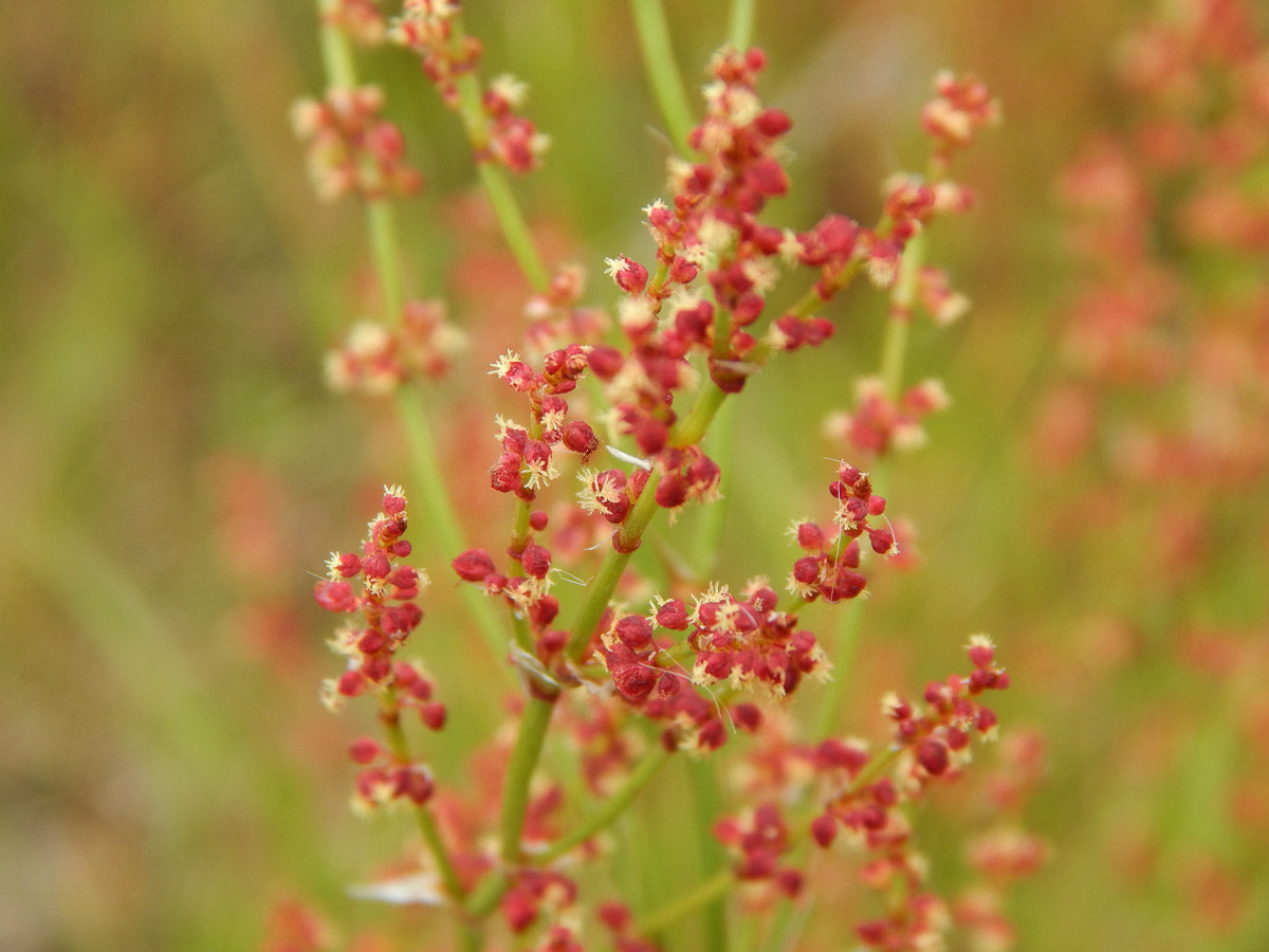 Kleiner Sauerampfer (Rumex acetosella) – Produktbild, heimische Wildpflanze, Stauden, naturnaher Garten