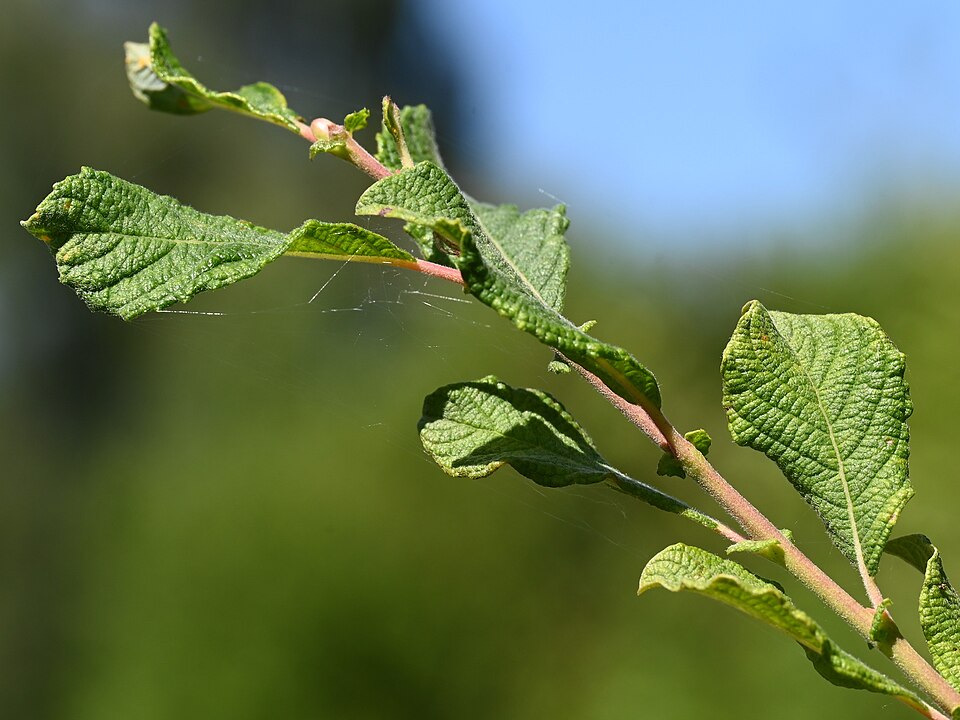 Ohrweide (Salix aurita) – Produktbild, heimische Wildpflanze, Gehölze, naturnaher Garten